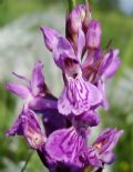 Dactylorhiza traunsteineri